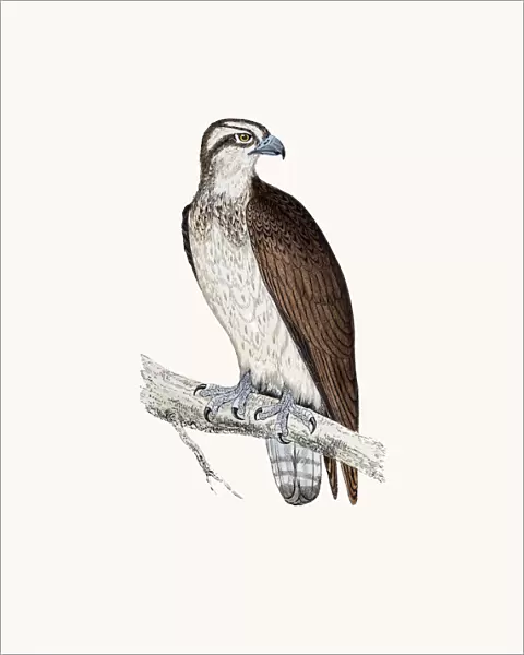Osprey bird of prey