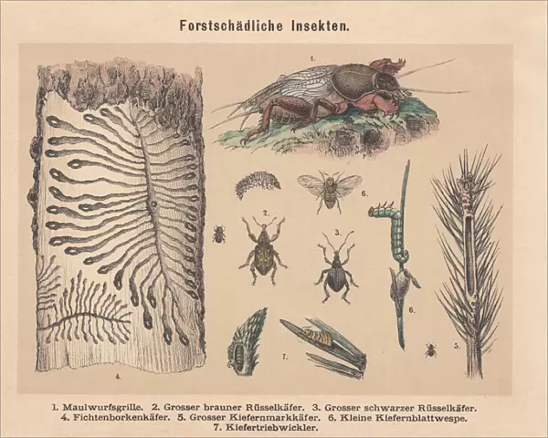 Forest pests, hand-colored lithograph, published in 1887