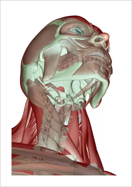 anatomy, below view, digastric, front view, head, head muscles, human, illustration