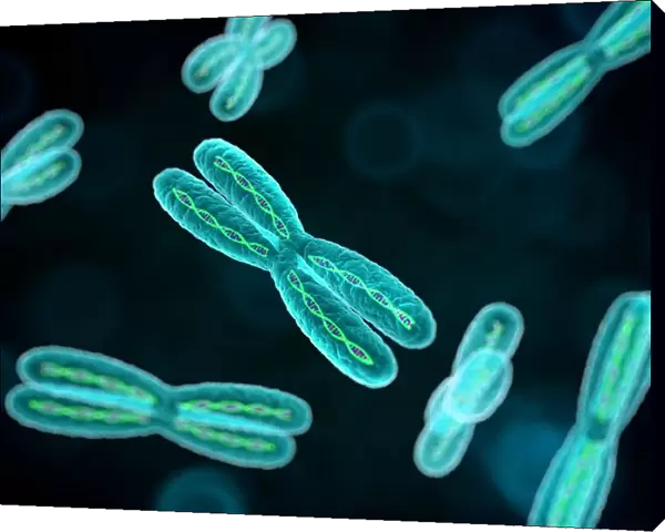 Chromosomes, artwork