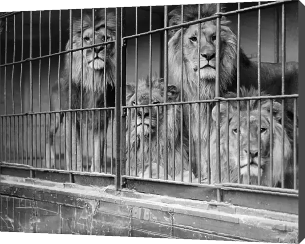 Roar. 10th May 1932: Lions at London Zoos Whipsnade Wild Animal Park in Dunstable