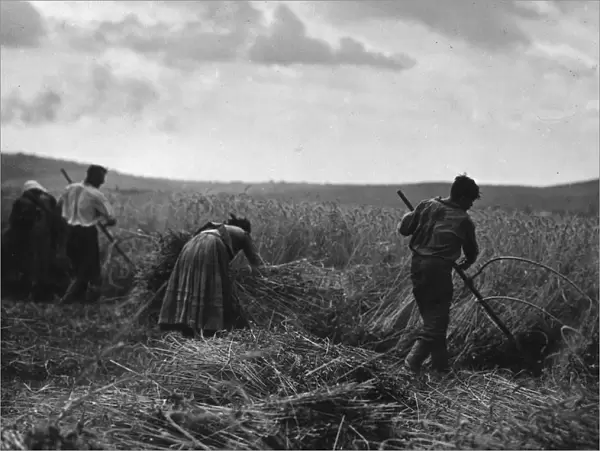 Hungarian Harvest
