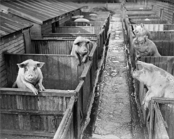 Piggery. 31st March 1934: Animals at Barling pig-breeding farm in Sussex