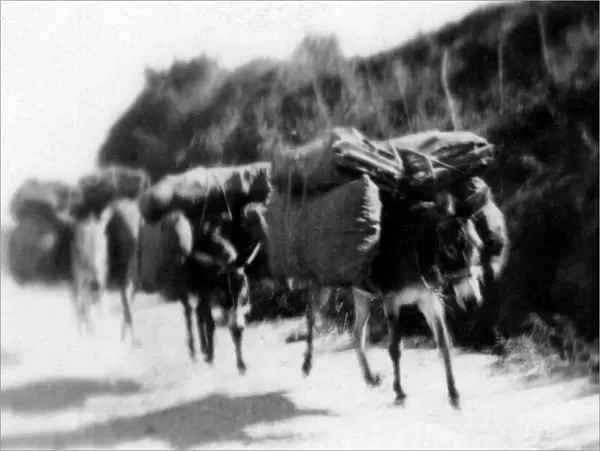archival, black & white, blur, blurred, blurry, c, carrying, chile, donkeys, historical