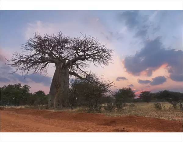 Large baobab tree without leaves at sunrise with clear sky - Tzaneen, South Africa