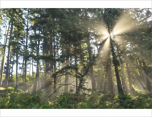 Sunshine streaming through trees, Juan De Fuca Trail, near Jordan River, Vancouver Island, British Columbia, Canada