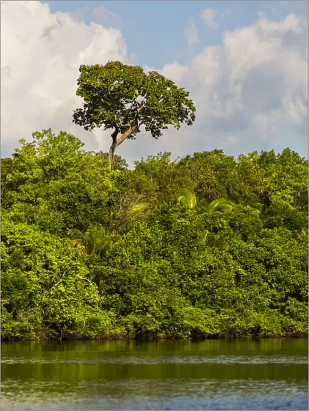 Lush foliage on riverbank of Amazon River near Manaus, Brazil