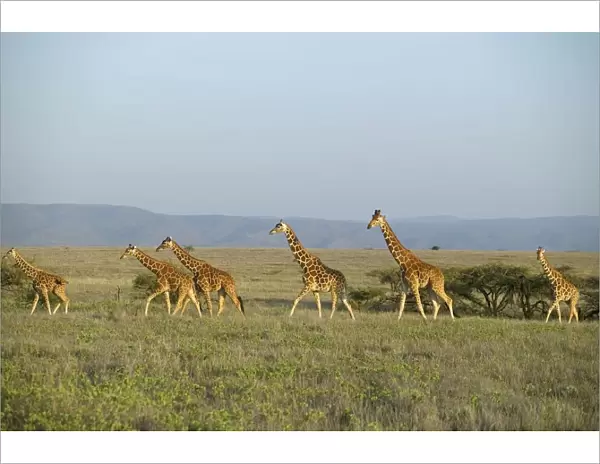 Reticulated Giraffe (Giraffa camelopardalis reticulata) Herd on an Open Plain