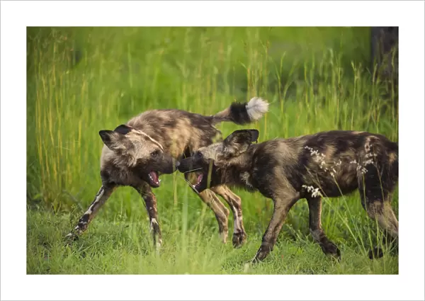 African wild dog (Lycaon pictus) interacting playfully at sunset in the Kruger National Park, South Africa