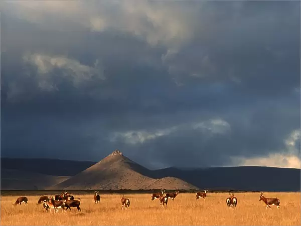 Blesbok (Damiliscus dorcas phillipsi) Herd on Open Karoo Landscape
