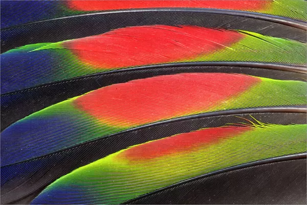 Extreme close-up of colorful wing feathers of Amazon Parrot