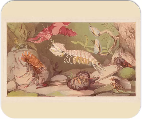 Crustaceans, lithograph, published in 1868