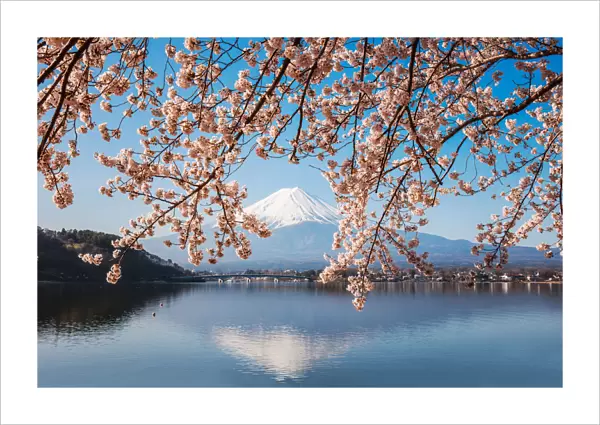 Mount Fuji & cherry tree in full bloom