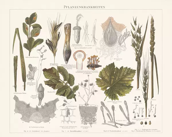 Plant pathology (Phytopathology), chromolithograph, published in 1897