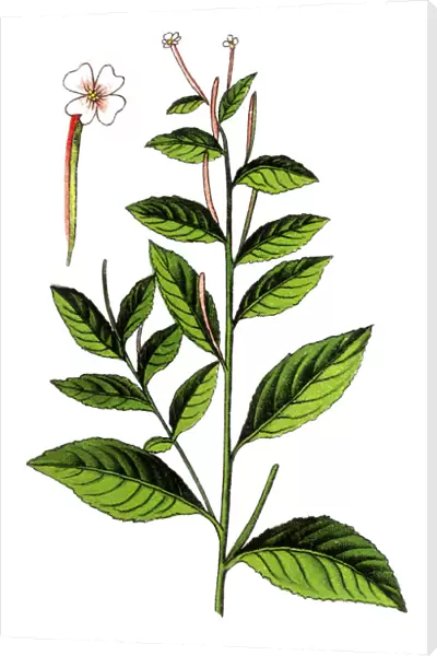Willowherb plant (Epilobium roseum)