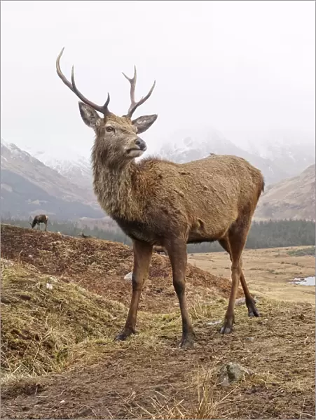 Highland stag close up