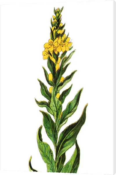 Verbascum thapsus, the great mullein or common mullein