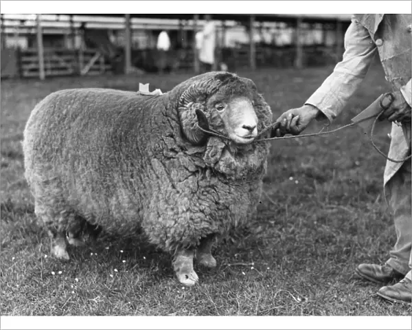 Exmoor Sheep