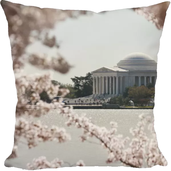 cherry blossoms in DC: Jefferson Memorial