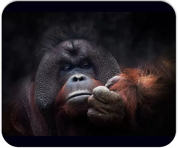 Orangutan portrait