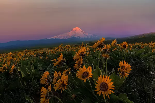 Mount Hood and Wildflowers in Spring