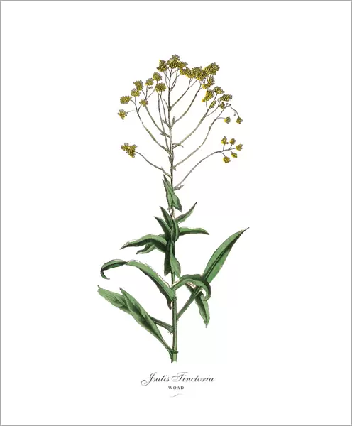 Jsatis tinctoria, Woad Plants, Victorian Botanical Illustration