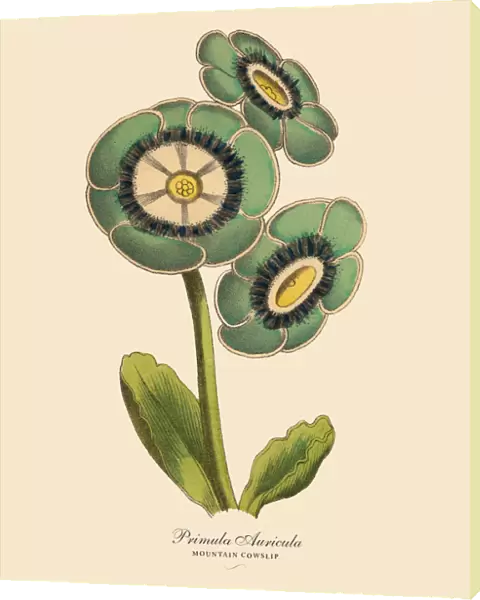 Primula Auricula or Mountain Cowslip Plant, Victorian Botanical Illustration