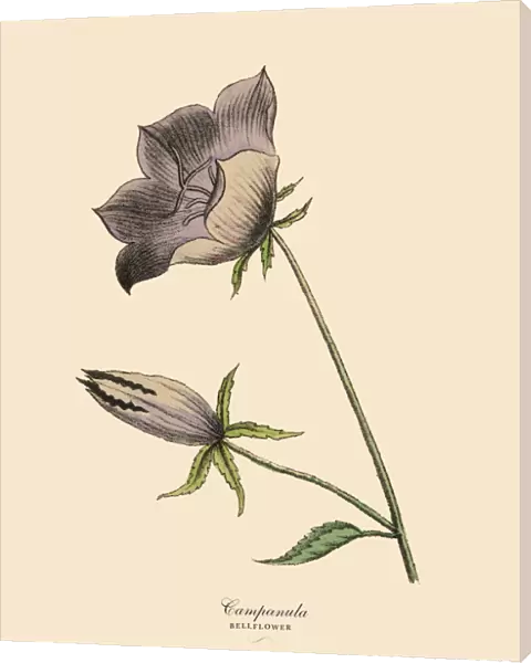 Campanula or Bellflower Plant, Victorian Botanical Illustration