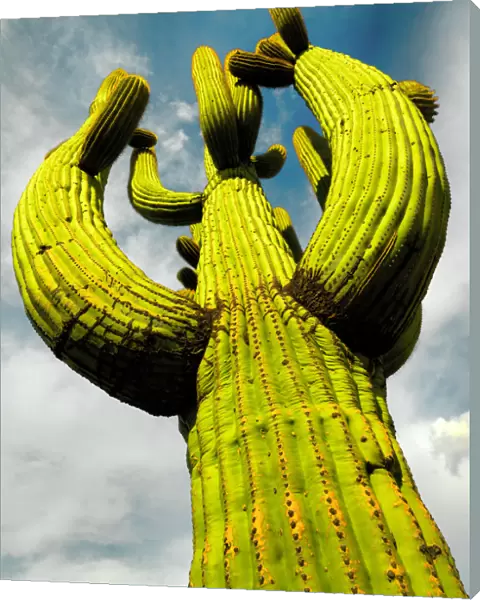 Saguaro. Low angle view of a tall mature saguaro cactus in Tuscon Arizona