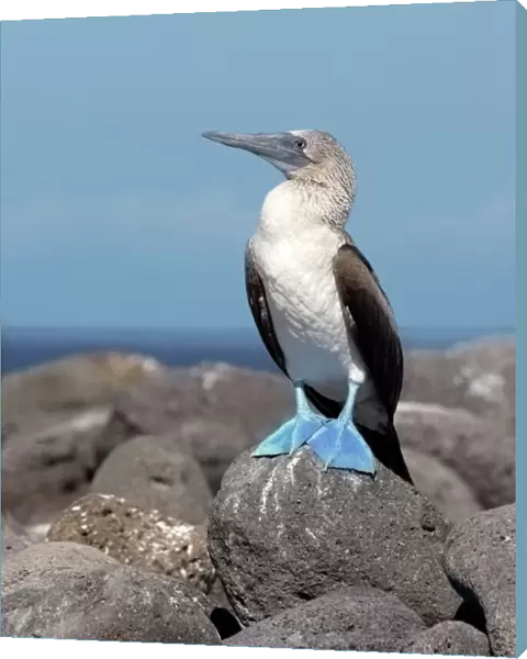 Blue-footed booby (Sula nebouxii excisa)