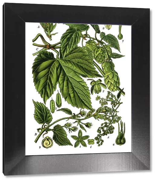 Hop Illustration from Medicinal Plants of the Russian