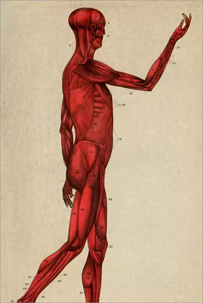 Human Muscular System, Scanned 1892 Engraving