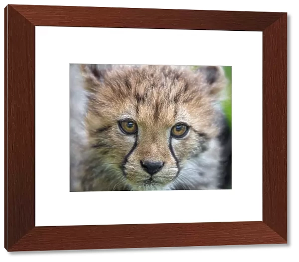 Close portrait of a cheetah cub
