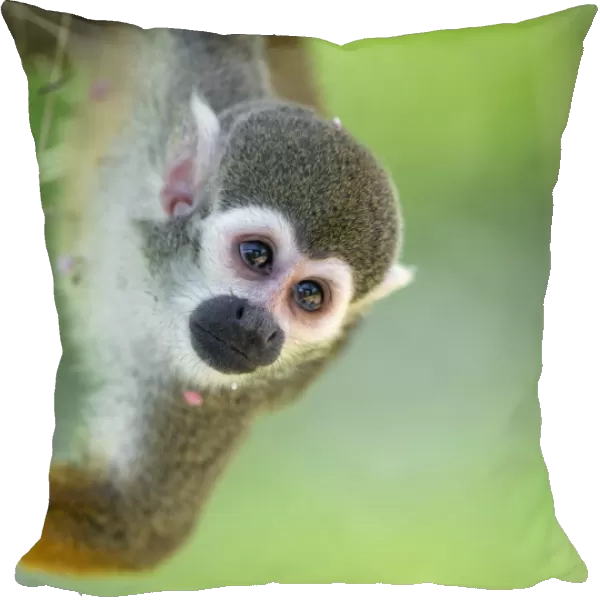 Squirrel monkey hanging