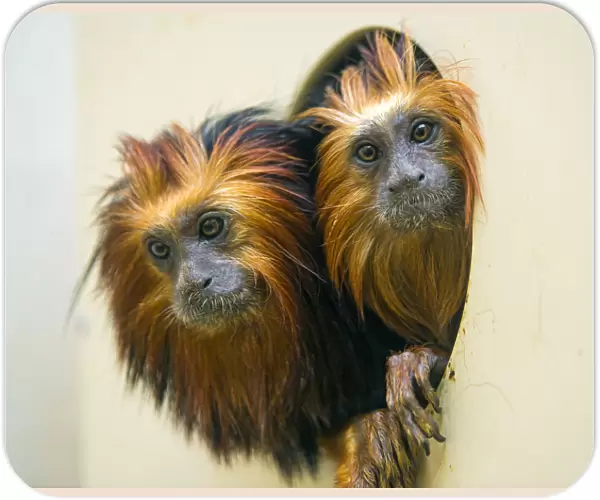 Two tamarins in the hole