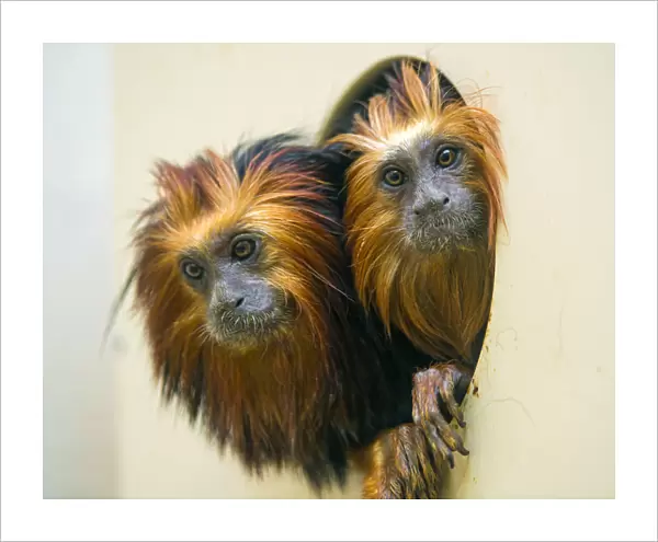 Two tamarins in the hole