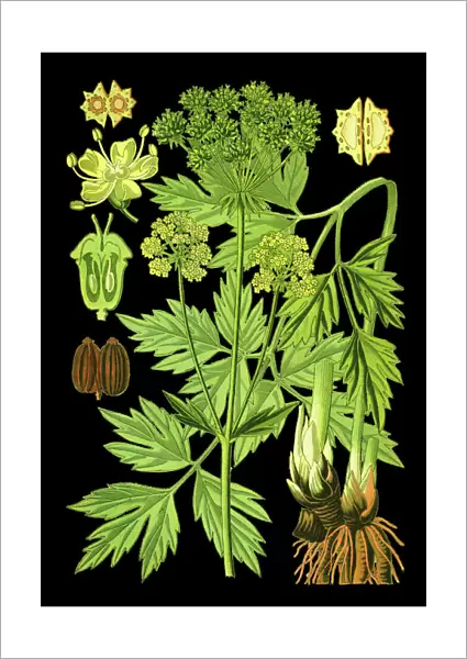 Lovage. Antique illustration of a Medicinal and Herbal Plants.