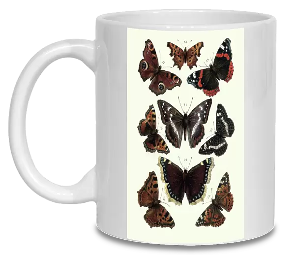 Lepidoptera, Butterflies, tortoiseshell butterfly, Red admiral, Painted lady