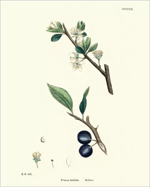 Prunus insititia, Bullace, Plum tree, Floral print