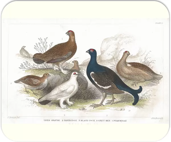 Grouse and Partridge old litho print from 1852