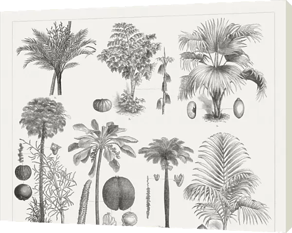 Varios palm trees, wood engravings, published around 1895