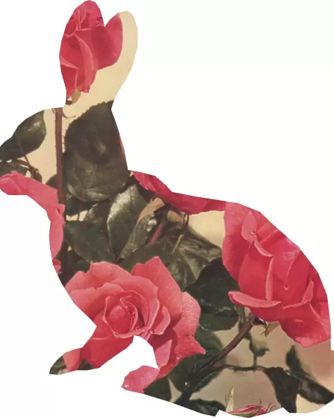 Rose rabbit