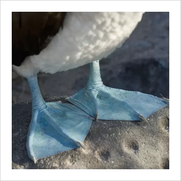 Webbed Feet Of The Blue-Footed Booby (Sula Nebouxii); Galapagos, Equador