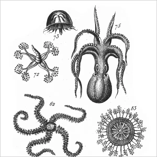 Octopus, Starfish, Representatives of the Phyla Mollusca, Echindermata, Ctenophora