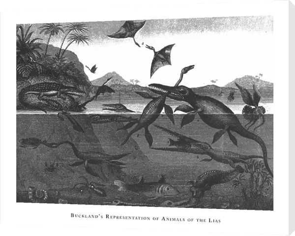 Bucklands Representation of Animals of the Lias, Fossils and Representation of Animals