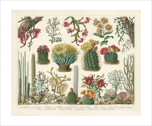 Cacti, chromolithograph, published in 1900