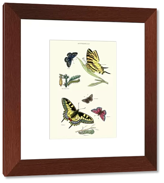 Natural History - Butterflies