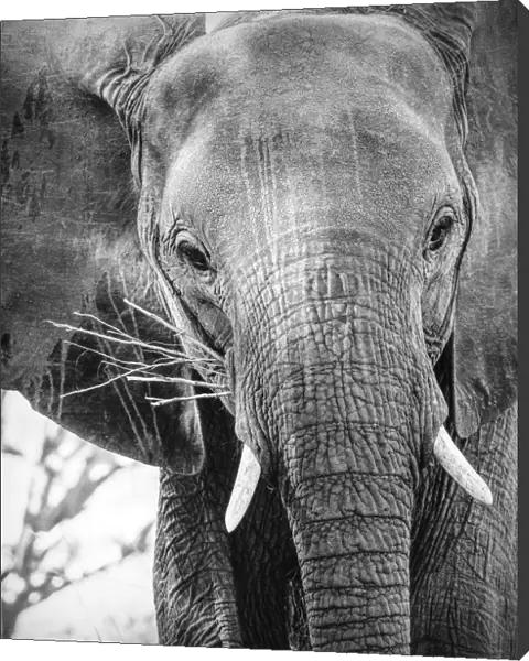 Close Up of African Elephant Face in Black and White at Mana Pools, Zimbabwe