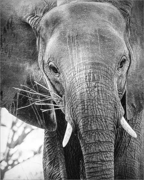 Close Up of African Elephant Face in Black and White at Mana Pools, Zimbabwe