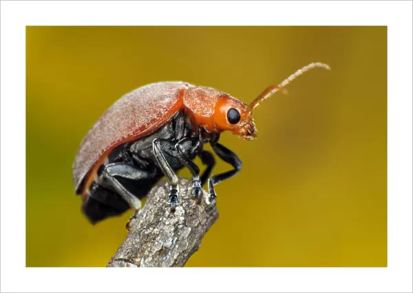 Celtis Leaf Beetle, Menippus cynicus